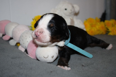 Les chiots de Bouvier Bernois
