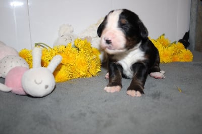 Les chiots de Bouvier Bernois