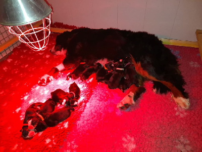 Les chiots de Bouvier Bernois