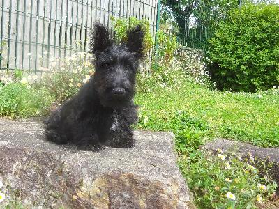 Les chiots de Scottish Terrier