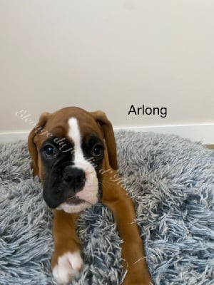 Les chiots de Boxer