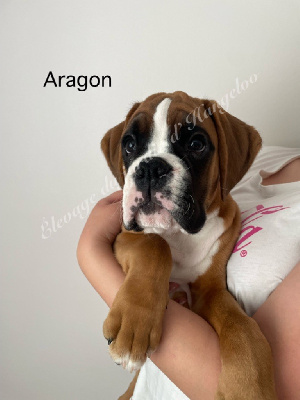 Les chiots de Boxer