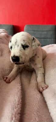 Les chiots de Dalmatien