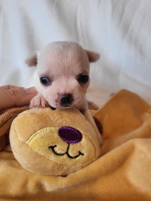 Les chiots de Chihuahua