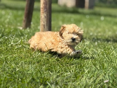 Les chiots de Bichon Havanais