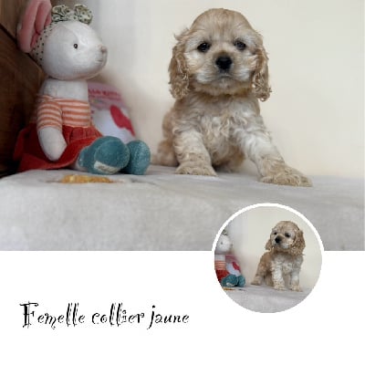 Les chiots de American Cocker Spaniel