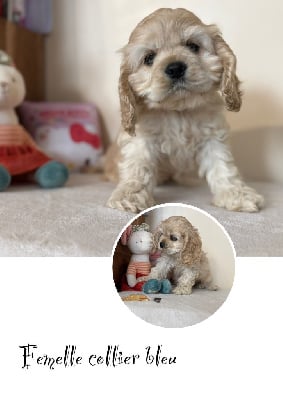 Les chiots de American Cocker Spaniel