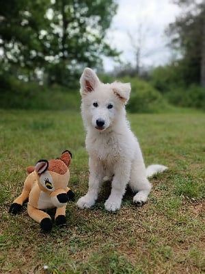Les chiots de Berger Blanc Suisse