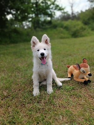 Les chiots de Berger Blanc Suisse