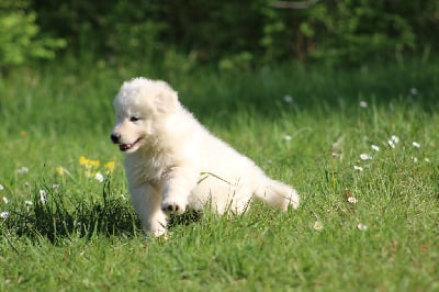 Les chiots de Berger Blanc Suisse