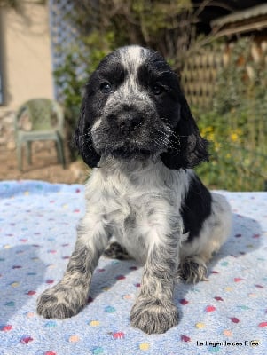 Les chiots de Cocker Spaniel Anglais