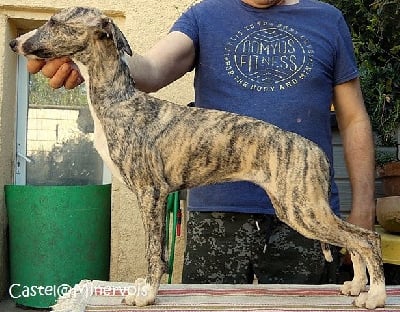 Les chiots de Whippet