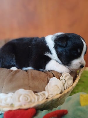 Les chiots de Berger Américain Miniature 