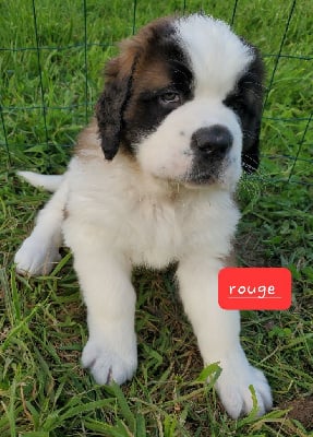Les chiots de Chien du Saint-Bernard