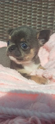 Les chiots de Chihuahua