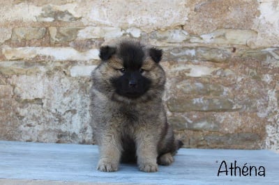 Les chiots de Eurasier