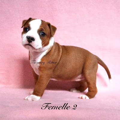 Les chiots de American Staffordshire Terrier