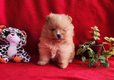 Les chiots de Spitz allemand