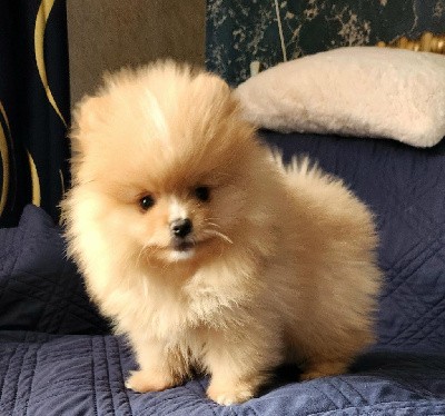 Spitz allemand