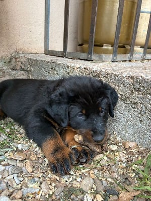 Les chiots de Berger de Beauce