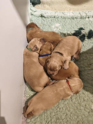 Les chiots de Golden Retriever