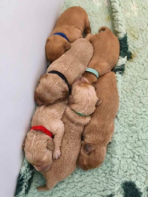 Les chiots de Golden Retriever