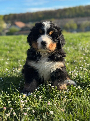 Les chiots de Bouvier Bernois