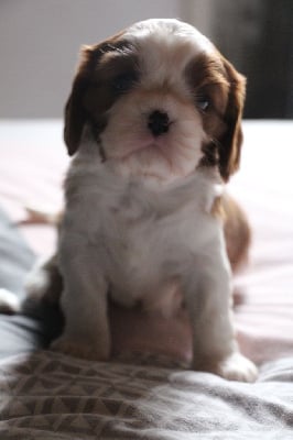 Les chiots de Cavalier King Charles Spaniel