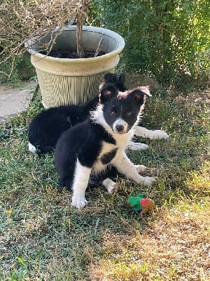 Les chiots de Border Collie
