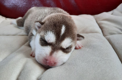 Les chiots de Siberian Husky