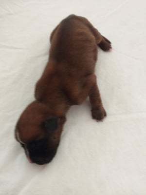 Les chiots de Boxer