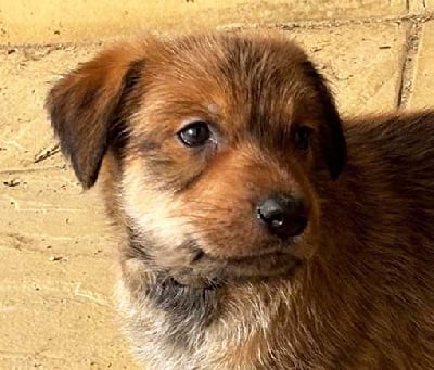 Les chiots de Berger de Picardie
