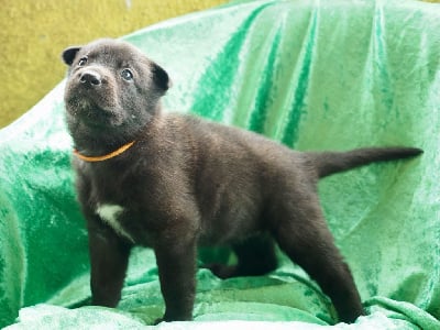 Les chiots de Berger hollandais