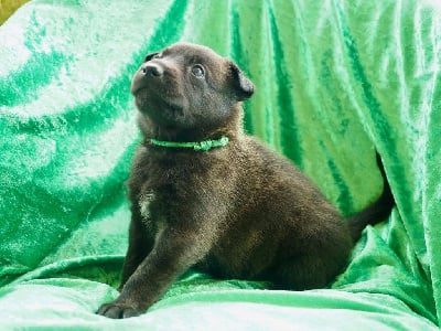 Les chiots de Berger hollandais