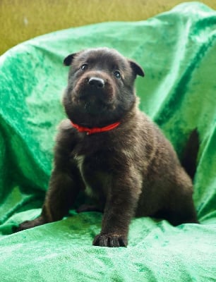 Les chiots de Berger hollandais