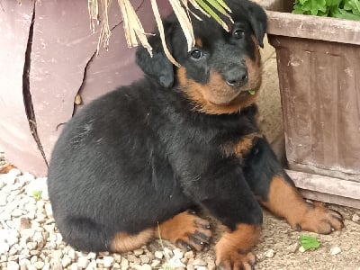 Les chiots de Berger de Beauce