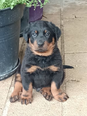 Les chiots de Berger de Beauce