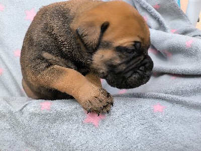 Bullmastiff