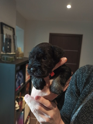 Les chiots de Schnauzer miniature