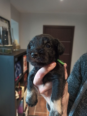 Les chiots de Schnauzer miniature