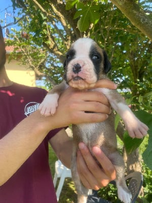 Les chiots de Boxer