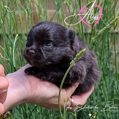 Spitz allemand