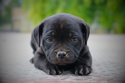 Les chiots de Staffordshire Bull Terrier