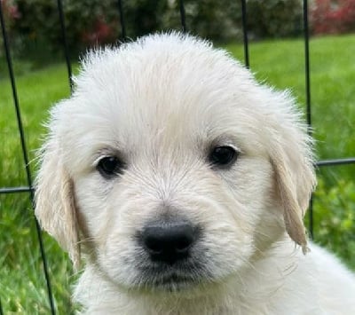 Les chiots de Golden Retriever