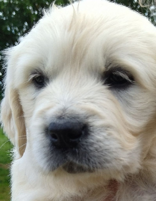 Les chiots de Golden Retriever