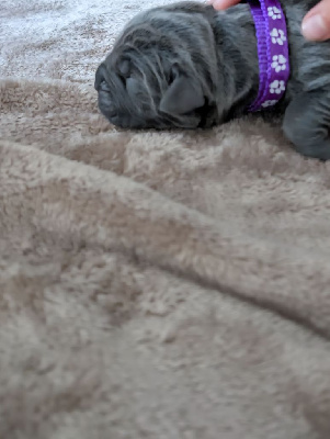 Les chiots de Cane Corso