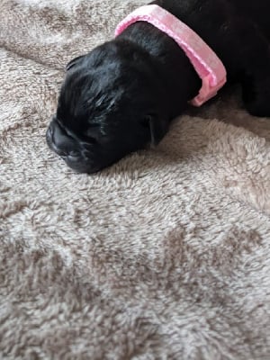 Les chiots de Cane Corso
