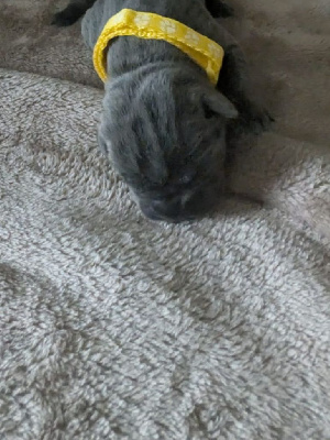 Les chiots de Cane Corso