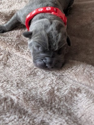 Cane Corso
