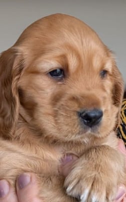 Les chiots de Cocker Spaniel Anglais